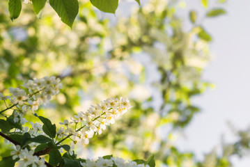 branches of a beautiful cherry tree in bloom. small white flowers on a tree branch. spring flowering trees in the garden