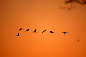 Key of cranes against the background of the evening sky