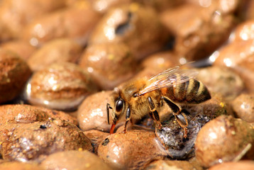 Honey bee drinks water