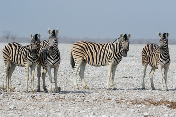 Herd of striped zebras with curious muzzles on African savanna in dry season in dusty waterless day. Safari in Namibia.