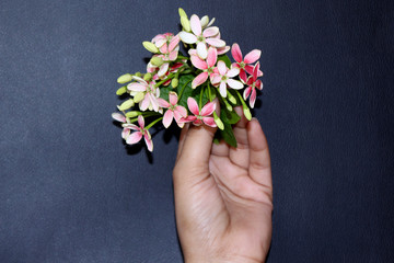 hand holding rangoon creeper summer blooming flower bunch