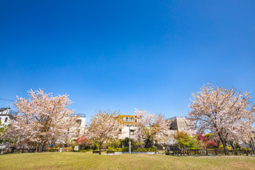 Fototapeta na wymiar 都会に咲く綺麗な桜