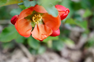 Quince bush blooms in May in the garden. Orange flowers close-up.