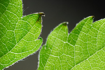 caterpillar on leaf