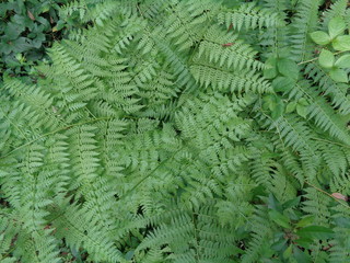 Green fern (Polypodiopsida, paku, pakis,  Polypodiophyta) with a natural background. It is a member...