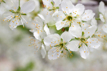 Plum blossoms in the spring garden. White flowers close-up. Beautiful floral background with white flowers and green leaves. Selective focus. Branch of a blossoming plum close-up.