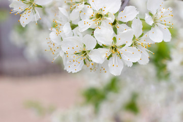Plum blossoms in the spring garden. White flowers close-up. Beautiful floral background with white flowers and green leaves. Selective focus. Branch of a blossoming plum close-up.