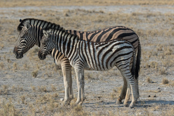 Two cute striped zebras mother and baby with curious muzzles on African savanna in dry season in dusty waterless day. Safari in Namibia.