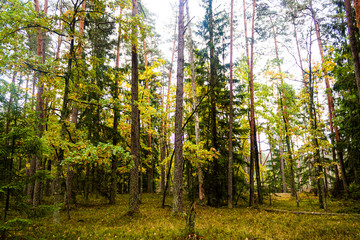 sun shining through the trees