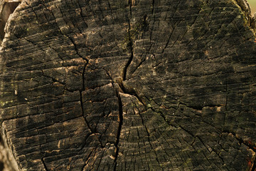 Closeup old natural tree trunk cut texture