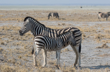Fototapeta na wymiar Two cute striped zebras mother and baby with curious muzzles on African savanna in dry season in dusty waterless day. Safari in Namibia.