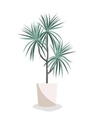 Obraz premium Dracaena vector flat illustration. Home plant in pot isolated on white. Interior design element.