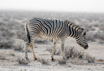 Lonaly striped zebra with curious muzzles on African savanna in dry season in dusty waterless day....