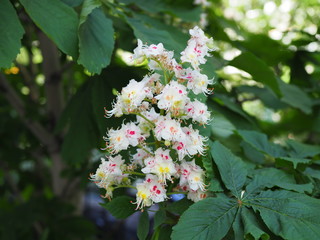 Close up of a chestnut tree blossom in the spring