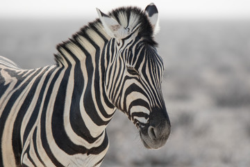 Lonaly striped zebra with curious muzzles on African savanna in dry season in dusty waterless day. Safari in Namibia.