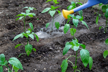 watering young seedlings in the vegetable garden