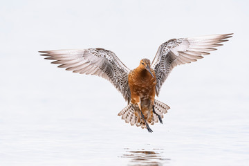 着地するオオソリハシシギ夏羽(Bar-tailed Godwit)