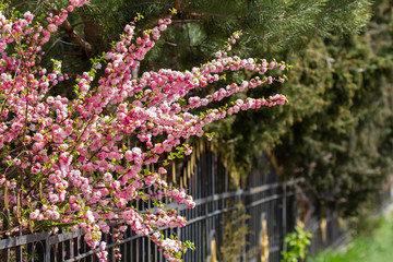Sakura tree blooms in spring