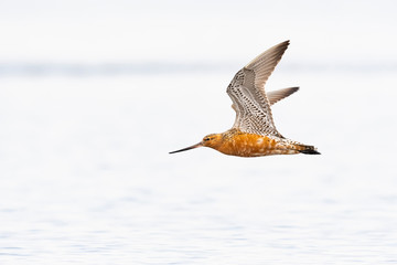 オオソリハシシギ夏羽飛翔(Bar-tailed Godwit)