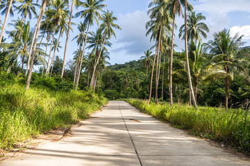 Concrete road through the forest between the palm trees