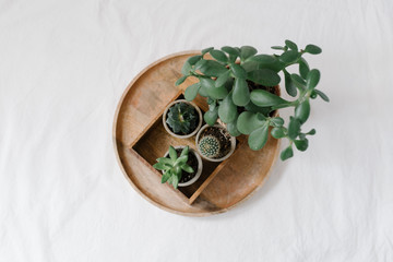 cactuses and succulents on the white back ground