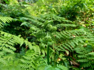 Green fern (Polypodiopsida, paku, pakis,  Polypodiophyta) with a natural background. It is a member...