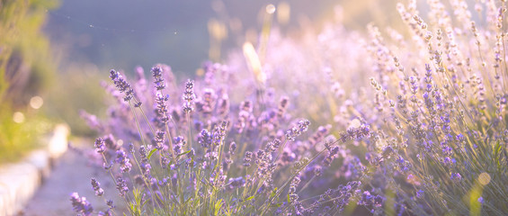 Fototapeta Lavender field closeup view. Purple lavender garden. Spa essential oil of beautiful herbs. obraz