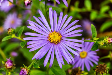 Obraz premium Aster x frikartii 'Monch' a lavender blue herbaceous perennial summer autumn flower plant commonly known as michaelmas daisy stock photo
