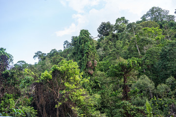 Tropical Jungle Island Of Koh Samui green plant . a lot of trees.