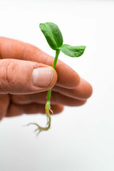 Sunflower sprouts, micro greens on a white background. 
Sprout in male hands closeup.