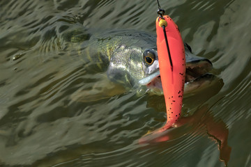 European or northern pike caught on spinning. Soft bait fishing