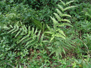 Green fern (Polypodiopsida, paku, pakis,  Polypodiophyta) with a natural background. It is a member of a group of vascular plants  that reproduce via spores and have neither seeds nor flowers.