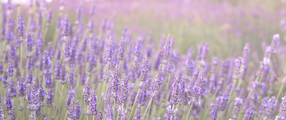 Lavender field closeup view. Purple lavender garden. Spa essential oil of beautiful herbs.