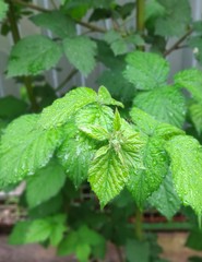 blackberry bushes in spring prepare for copious flowering