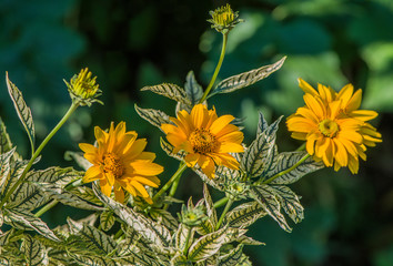 Yellow flowers on a background of green grass