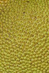 closeup rough skin peel of yellow jackfruit growing in nature