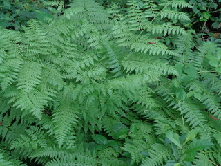 Green fern (Polypodiopsida, paku, pakis,  Polypodiophyta) with a natural background. It is a member...