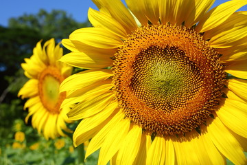 beautiful sunflower blossom blooming in nature
