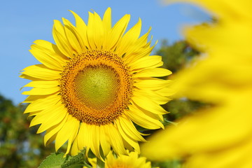 Fototapeta premium beautiful sunflower blossom blooming in the morning day of springtime