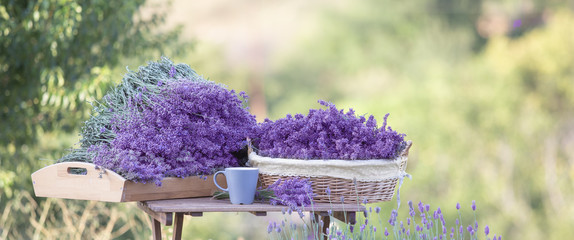 Harvesting of lavender. A basket filled with purple flowers stands on a wooden table on a background of green lavender fields.