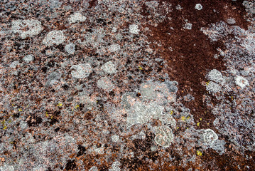 Lichen on Granite