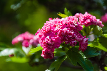Beautiful spring red flowers close-up macro. Flowering hawthorn bush in garden or park.