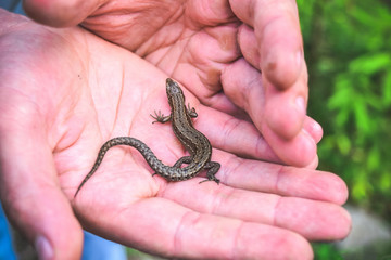 little lizard on the hand