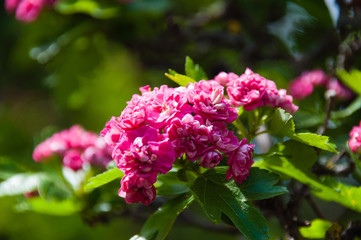 Beautiful spring red flowers close-up macro. Flowering hawthorn bush in garden or park.