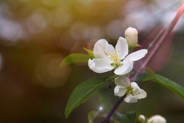 Apple tree blossom
