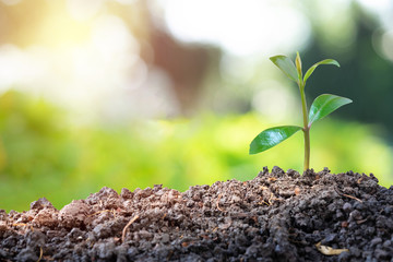 Agriculture and plant grow sequence with morning sunlight and green blur background. Germinating seedling grow step sprout growing from seed. Nature ecology and growth concept with copy space.