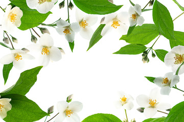 Closeup of jasmine frame design with white background and empty space for text. Floral design for...