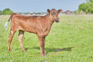 A cute brown calf grazing in a meadow