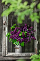 garden lilac in a can on a bench