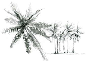 Set of palms trees. Hand drawn illustration over white background. - 351247492